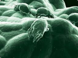 polluants dans la maison